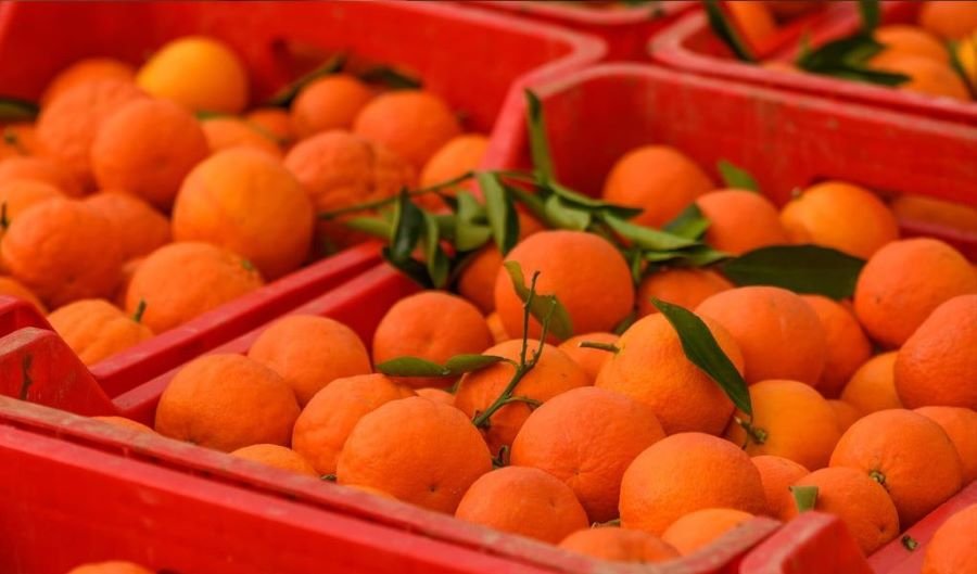 cajas de plastico para el transporte alimenticio