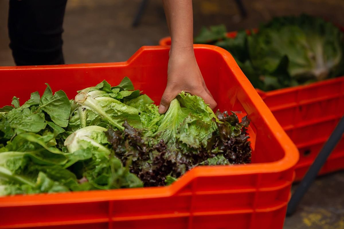 Cajas de plastico la mejor opcion para la seguridad alimentaria